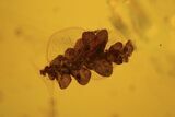 Flies, Liverwort, Mothfly & Others In Baltic Amber #123418-4